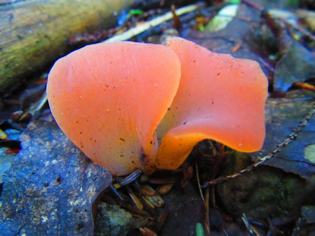 jelly cat mushroom