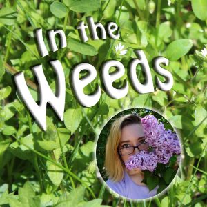 "IN THE WEEDS - with Emily Schmidt!' An Edible Wild Plant Foraging Video Series