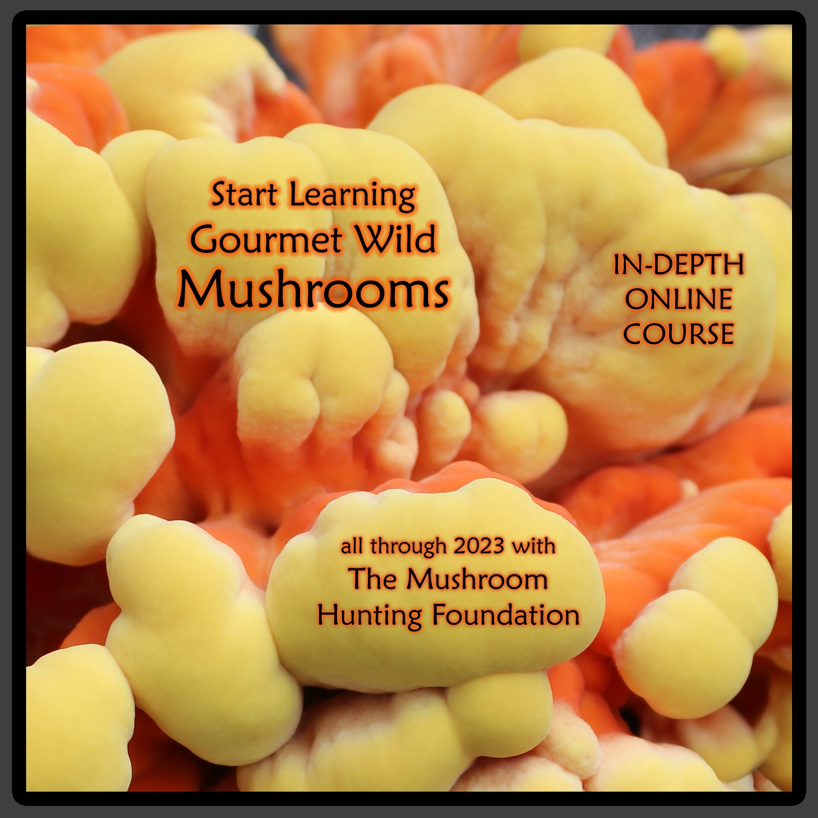 ONLINE MUSHROOM COURSE 2023 Mushroom Hunting Foundation