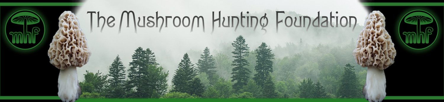 Mushroom Hunting Foundation